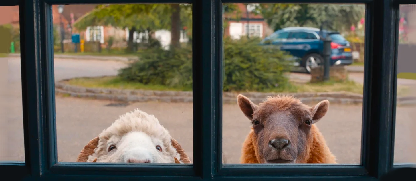 The Sheep Detectives